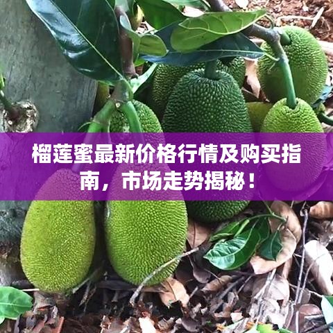 榴莲蜜最新价格行情及购买指南，市场走势揭秘！