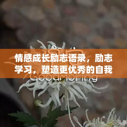 情感成长励志语录，励志学习，塑造更优秀的自我
