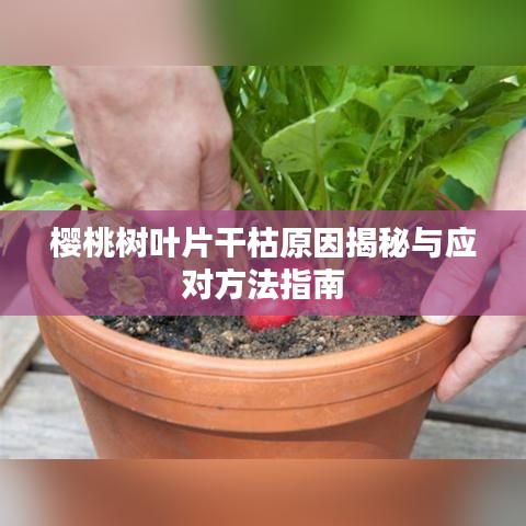 樱桃树叶片干枯原因揭秘与应对方法指南