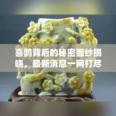 喜鹊背后的秘密面纱揭晓，最新消息一网打尽！