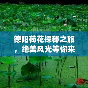 德阳荷花探秘之旅，绝美风光等你来赏！