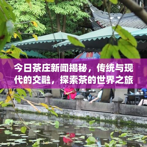 今日茶庄新闻揭秘,传统与现代的交融,探索茶的世界之旅