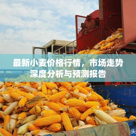 最新小麦价格行情，市场走势深度分析与预测报告