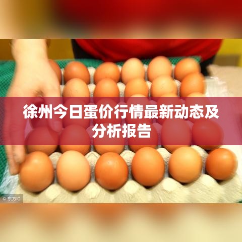 徐州今日蛋价行情最新动态及分析报告