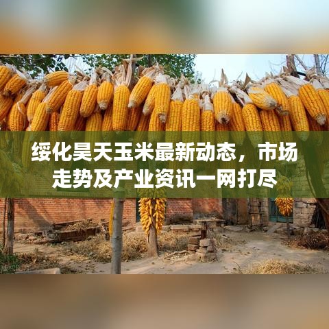 绥化昊天玉米最新动态，市场走势及产业资讯一网打尽