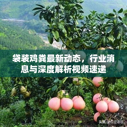袋装鸡粪最新动态，行业消息与深度解析视频速递