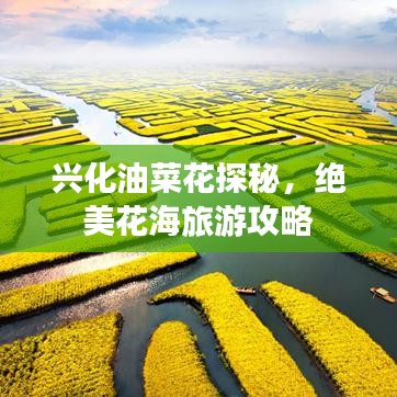 兴化油菜花探秘，绝美花海旅游攻略