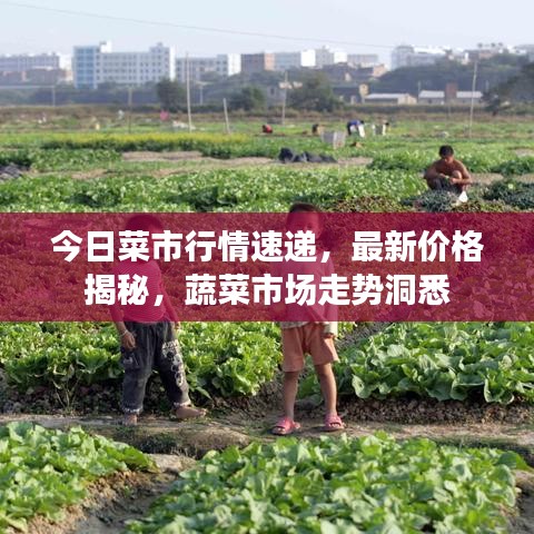 今日菜市行情速递,最新价格揭秘,蔬菜市场走势洞悉