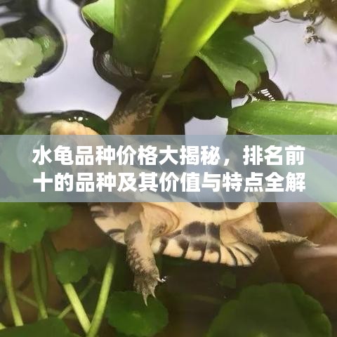 水龟品种价格大揭秘，排名前十的品种及其价值与特点全解析！