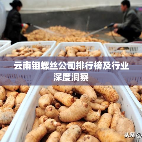 云南钼螺丝公司排行榜及行业深度洞察
