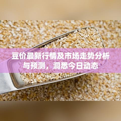 豆价最新行情及市场走势分析与预测，洞悉今日动态