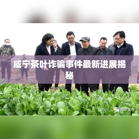 咸宁茶叶诈骗事件最新进展揭秘