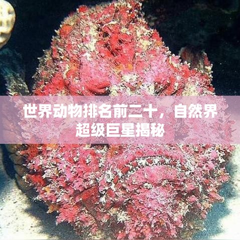 世界动物排名前二十，自然界超级巨星揭秘