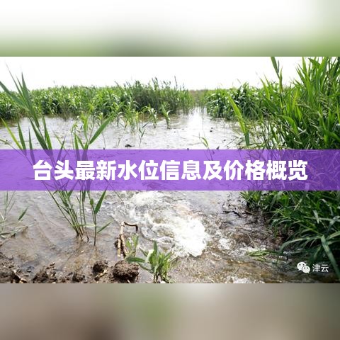 台头最新水位信息及价格概览