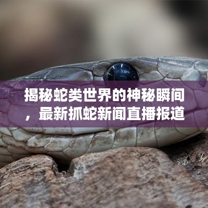 揭秘蛇类世界的神秘瞬间，最新抓蛇新闻直播报道来袭