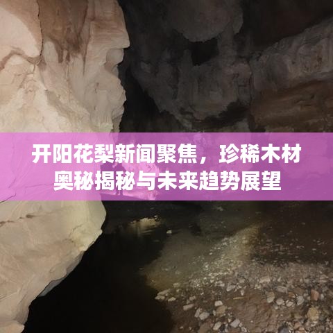 开阳花梨新闻聚焦，珍稀木材奥秘揭秘与未来趋势展望