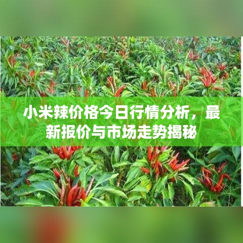小米辣价格今日行情分析，最新报价与市场走势揭秘