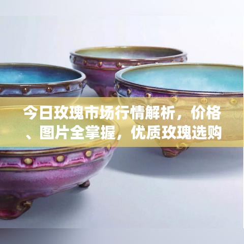 今日玫瑰市场行情解析，价格、图片全掌握，优质玫瑰选购指南