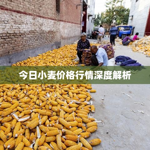 今日小麦价格行情深度解析