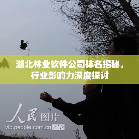 湖北林业软件公司排名揭秘，行业影响力深度探讨