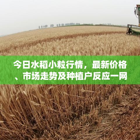 今日水稻小粒行情，最新价格、市场走势及种植户反应一网打尽