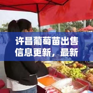 许昌葡萄苗出售信息更新，最新动态一网打尽