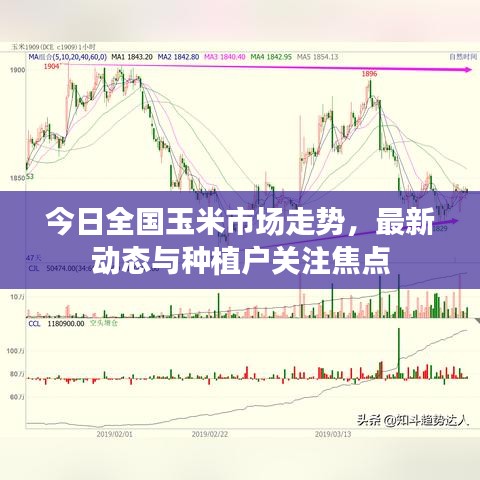 今日全国玉米市场走势，最新动态与种植户关注焦点