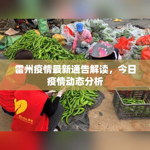 雷州疫情最新通告解读，今日疫情动态分析