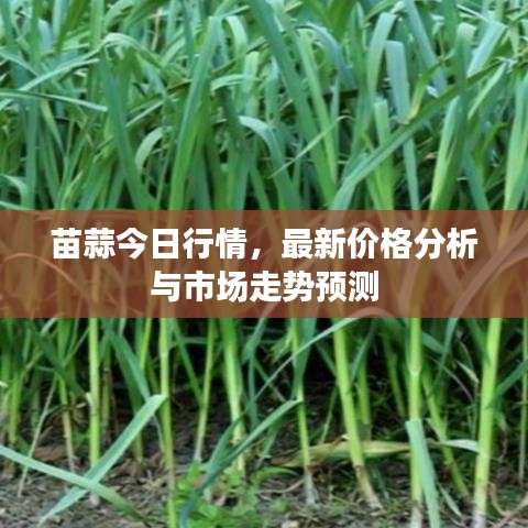 苗蒜今日行情，最新价格分析与市场走势预测