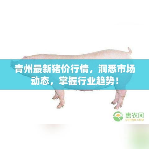 青州最新猪价行情，洞悉市场动态，掌握行业趋势！