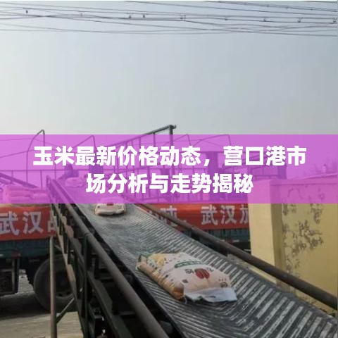 玉米最新价格动态，营口港市场分析与走势揭秘