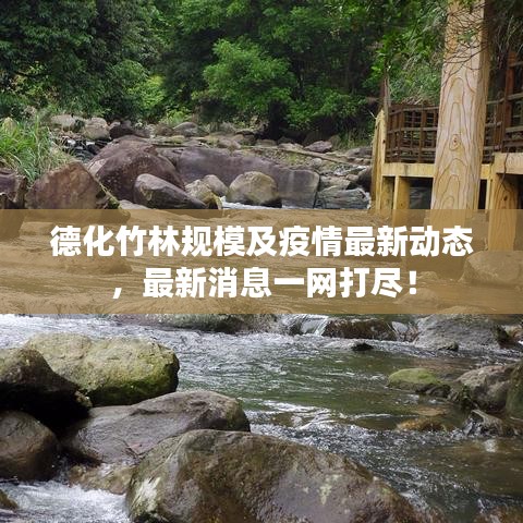 德化竹林规模及疫情最新动态，最新消息一网打尽！