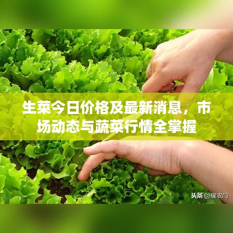 生菜今日价格及最新消息,市场动态与蔬菜行情全掌握