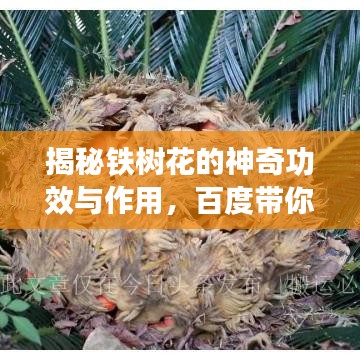 揭秘铁树花的神奇功效与作用,百度带你探索未知领域!