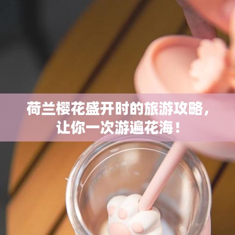 荷兰樱花盛开时的旅游攻略，让你一次游遍花海！