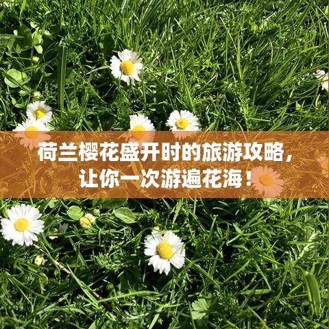 荷兰樱花盛开时的旅游攻略,让你一次游遍花海!