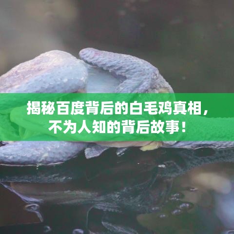 揭秘百度背后的白毛鸡真相，不为人知的背后故事！