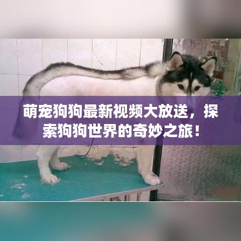 萌宠狗狗最新视频大放送，探索狗狗世界的奇妙之旅！