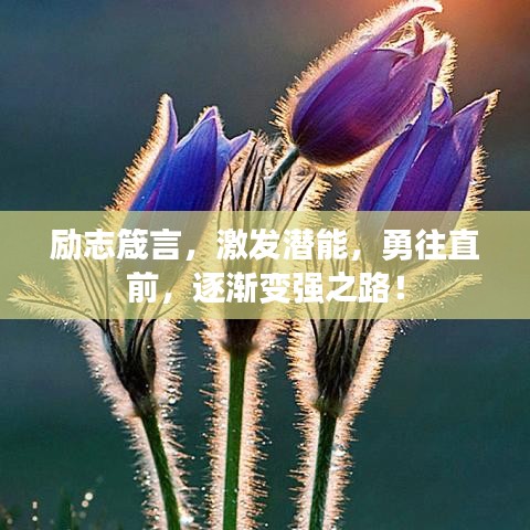 励志箴言，激发潜能，勇往直前，逐渐变强之路！