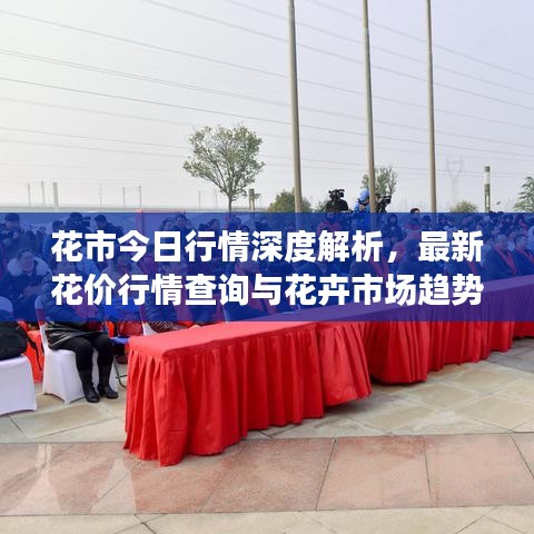 花市今日行情深度解析，最新花价行情查询与花卉市场趋势洞察