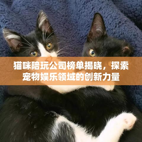 猫咪陪玩公司榜单揭晓，探索宠物娱乐领域的创新力量
