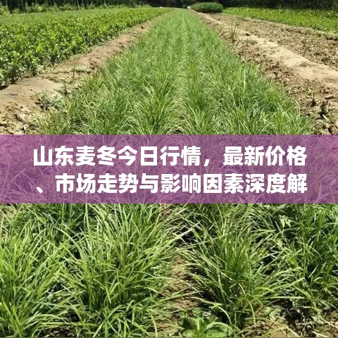山东麦冬今日行情，最新价格、市场走势与影响因素深度解析