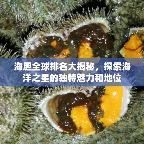 海胆全球排名大揭秘，探索海洋之星的独特魅力和地位