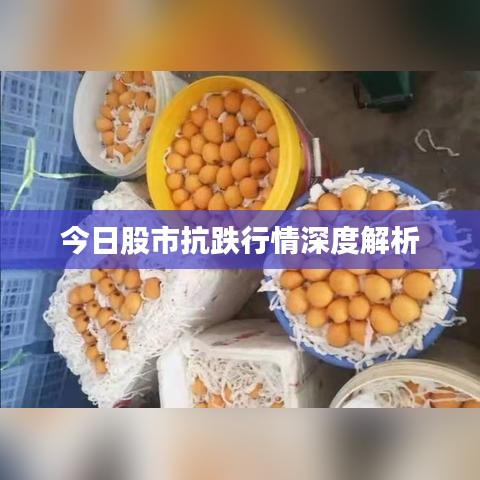 今日股市抗跌行情深度解析