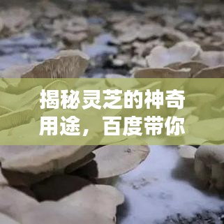 揭秘灵芝的神奇用途，百度带你探索未知世界！