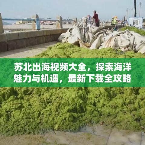 苏北出海视频大全，探索海洋魅力与机遇，最新下载全攻略