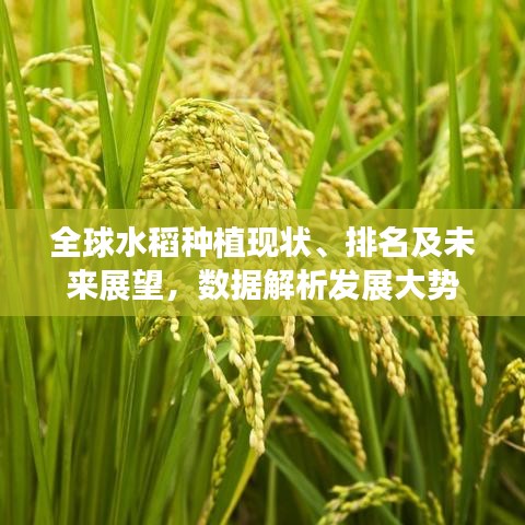 全球水稻种植现状、排名及未来展望,数据解析发展大势