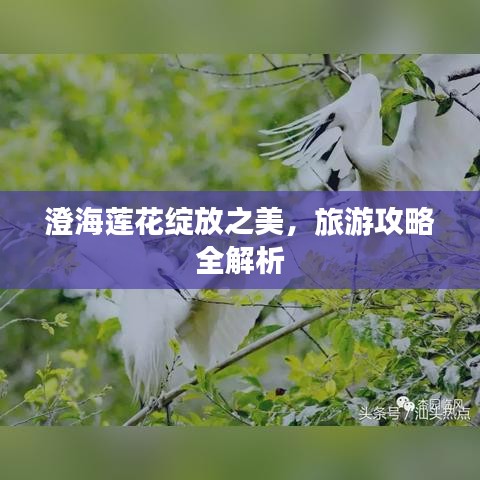 澄海莲花绽放之美，旅游攻略全解析