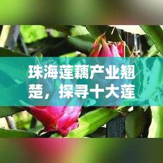 珠海莲藕产业翘楚,探寻十大莲藕产区荣耀