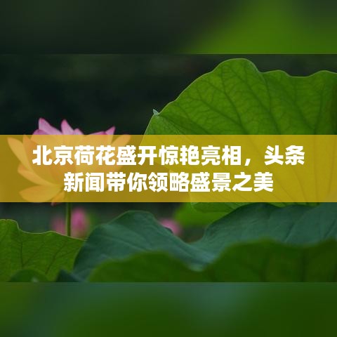 北京荷花盛开惊艳亮相,头条新闻带你领略盛景之美